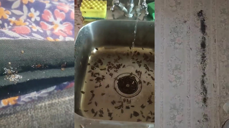 Международный опыт: Почему даже идеальная чистота не убережёт от тараканов и клопов