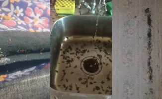 Международный опыт: Почему даже идеальная чистота не убережёт от тараканов и клопов