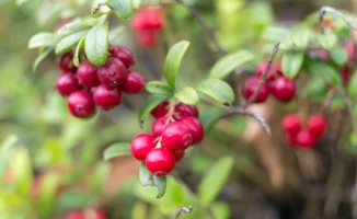 Брусника: ягода, что бьет по простатиту с двойной силой!