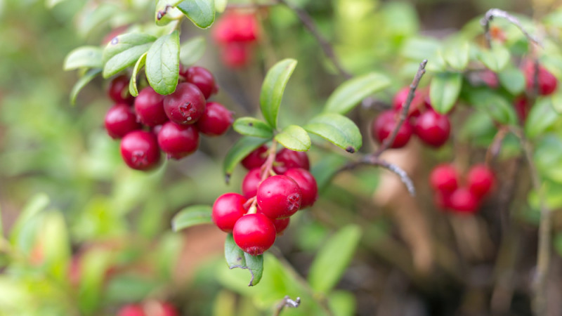 Брусника: ягода, что бьет по простатиту с двойной силой!