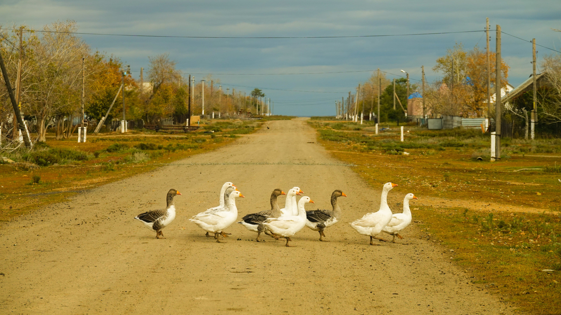 Гуси в деревне