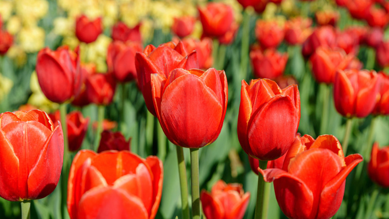 Мартовские каникулы: Казахстанцы ловят весенние лучи отдыха в 2026 году