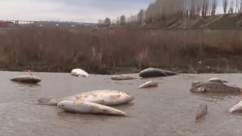 Сброс серной кислоты в Шымкенте привел к экологической катастрофе: массовая гибель рыбы в реках города