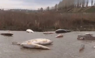 Сброс серной кислоты в Шымкенте привел к экологической катастрофе: массовая гибель рыбы в реках города